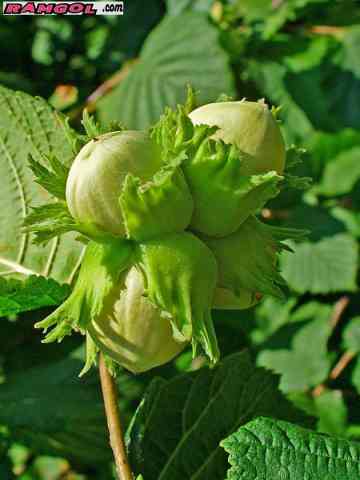 فروش نهال درخت میوه فندق